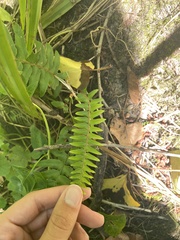 Polystichum