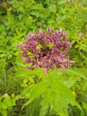 Eutrochium maculatum