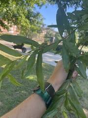 Quercus phellos