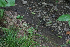 Carex leersii