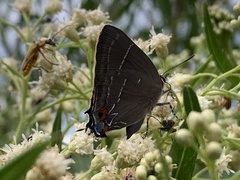 Parrhasius moctezuma