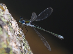 Lestes
