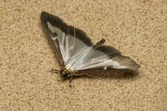 Cydalima perspectalis