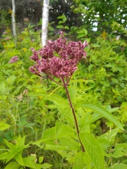 Eutrochium maculatum