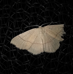 Cyclophora punctaria