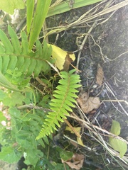 Polystichum