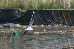 Hydrocoloeus minutus