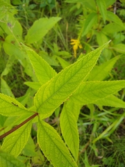 Eutrochium maculatum