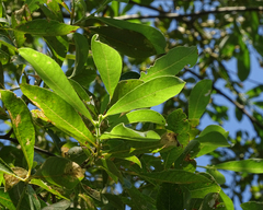 Salix scouleriana
