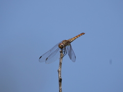 Trithemis annulata