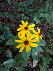Rudbeckia