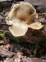 Peziza varia