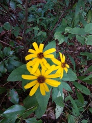 Rudbeckia