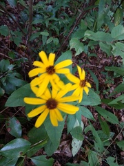 Rudbeckia