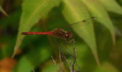 Sympetrum vicinum