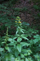 Lysimachia verticillaris