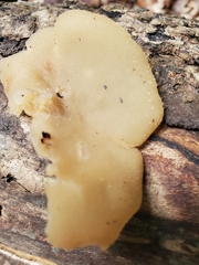 Peziza varia