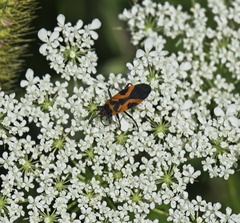 Lygaeus turcicus