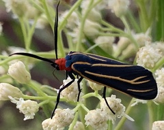 Ctenucha venosa