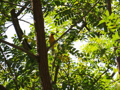 Pheucticus chrysopeplus