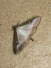 Cydalima perspectalis