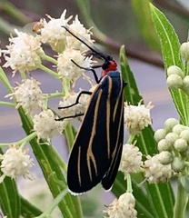 Ctenucha venosa