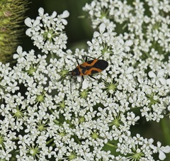 Lygaeus turcicus
