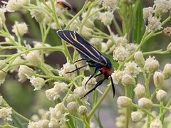 Ctenucha venosa