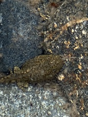 Rana boylii