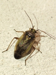 Lygus rugulipennis