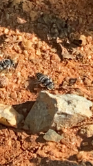 Megachile rotundata