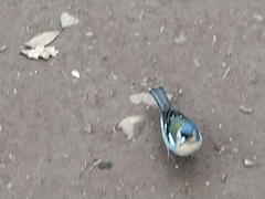 Fringilla coelebs maderensis
