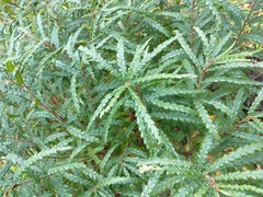 Comptonia peregrina