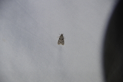 Eudonia heterosalis