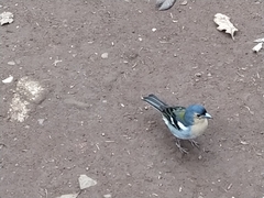 Fringilla coelebs maderensis