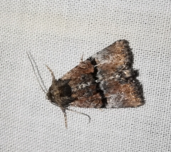 Mesoligia furuncula