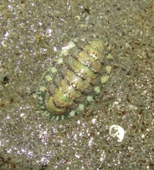 Lepidochitona cinerea