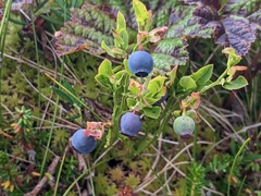 Vaccinium myrtillus