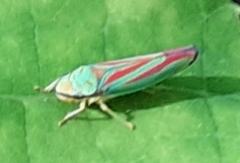 Graphocephala