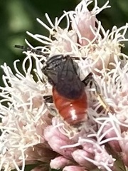 Sphecodes albilabris