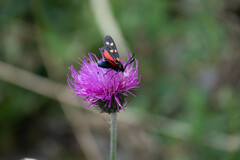 Zygaena