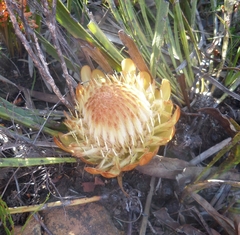 Protea scabra