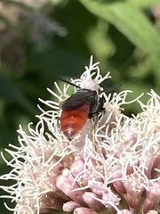 Sphecodes albilabris