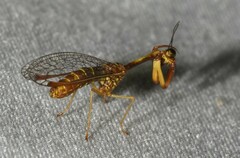 Leptomantispa pulchella