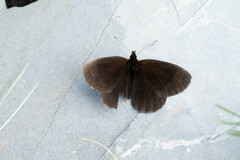 Erebia