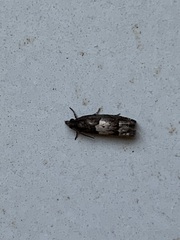 Eucosma parmatana
