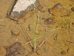 Eleocharis palustris
