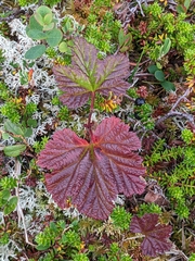 Rubus chamaemorus