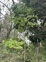 Cordia alliodora