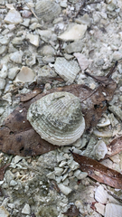 Chione elevata
